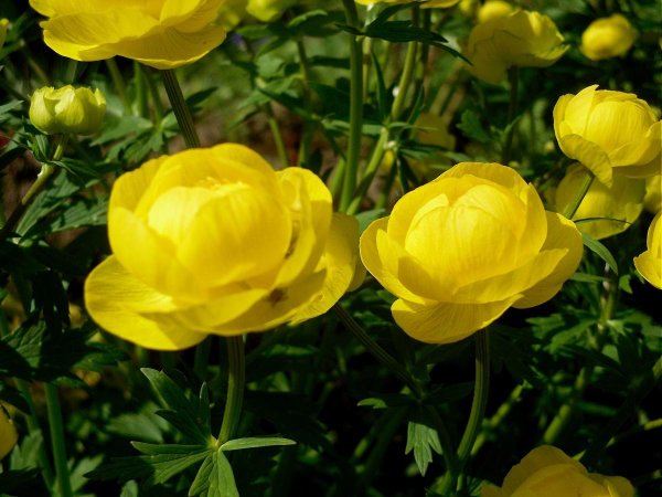 Купальница троллиус