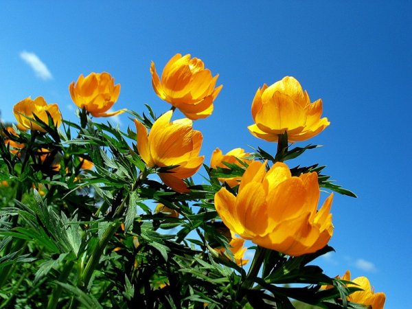 Купальница Алтайская