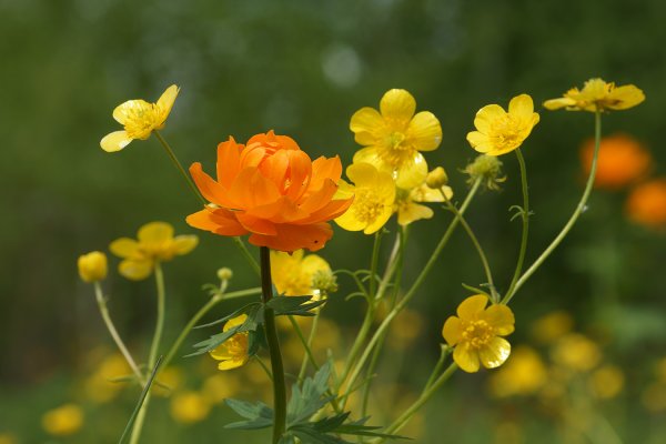 Купальница троллиус