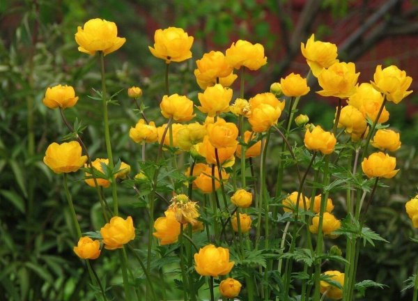 Купальница европейская (Trollius europaeus)