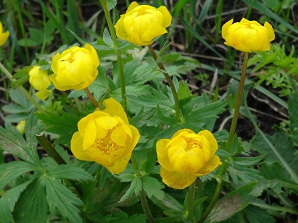 Купальница азиатская Trollius asiaticus