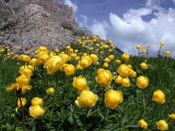 Купальница троллиус