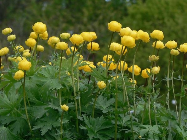 Купальница европейская (Trollius europaeus)
