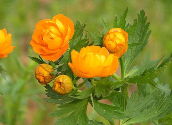 Купальница троллиус