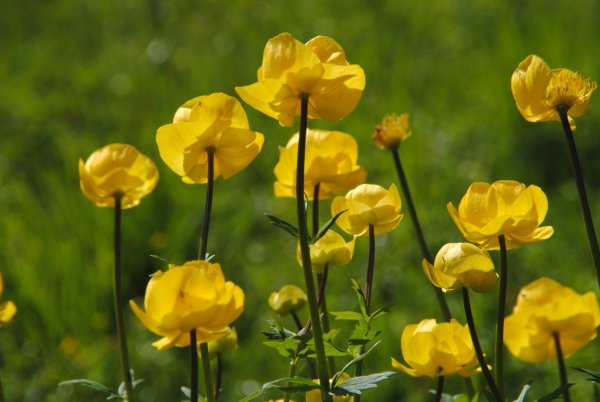 Купальница европейская (Trollius europaeus)
