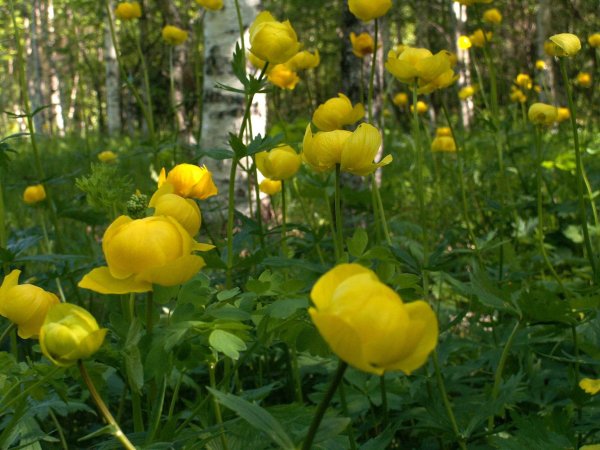 Купальница европейская (Trollius europaeus)