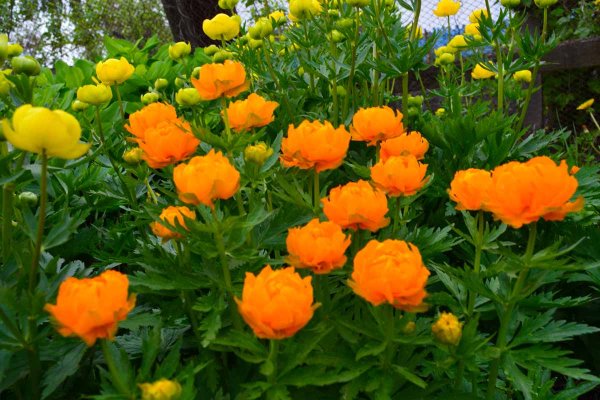 Купальница (Trollius)