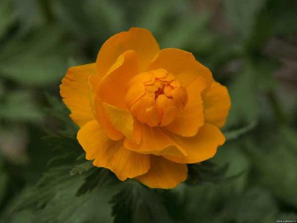 Купальница европейская (Trollius europaeus)