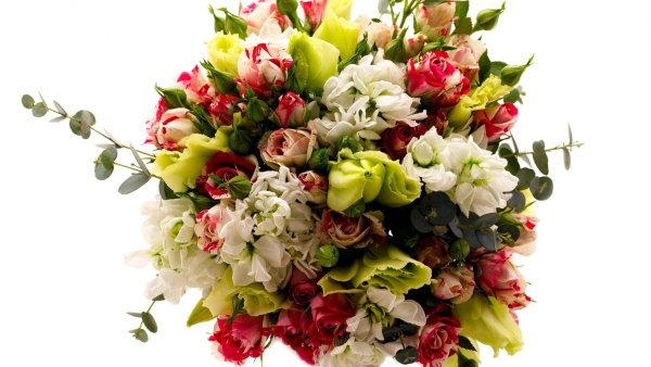 Фрезия (Freesia)