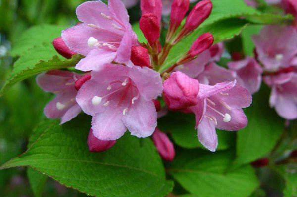 Кустарник вейгела Цветущая