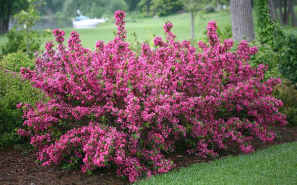 Вейгела Цветущая (Weigela Florida)