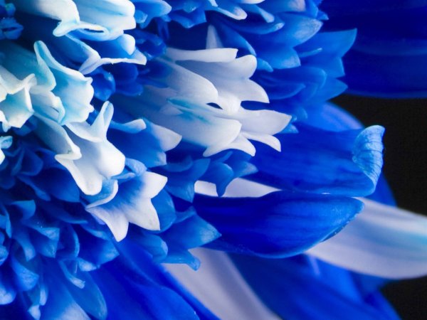 Ярко синие цветы - 87 фото