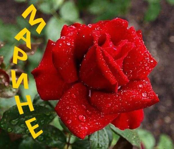 Розы для Мариночки