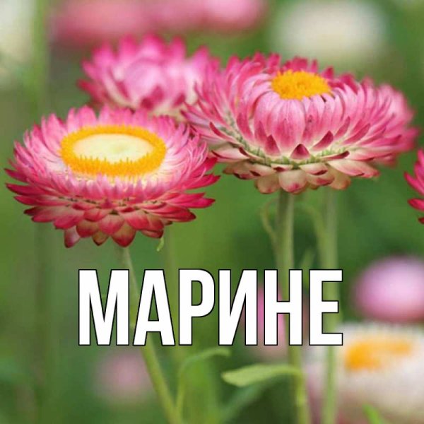 Цветок имени Марина