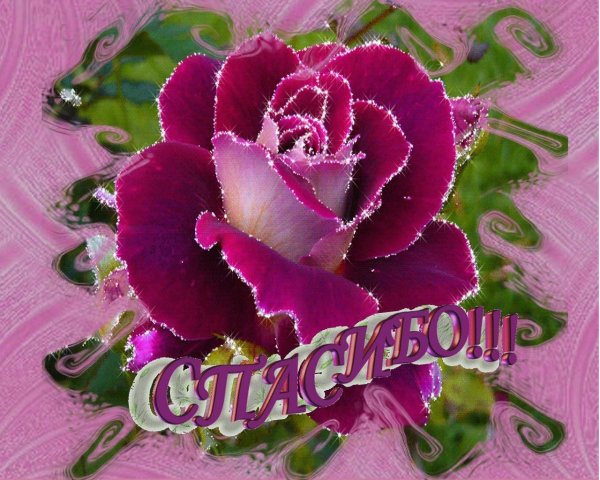 Цветы для Мариночки
