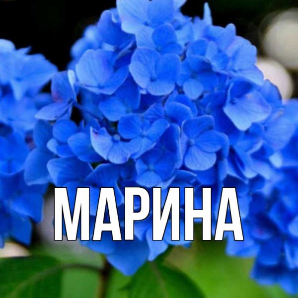 Красивые цветы для Мариночки