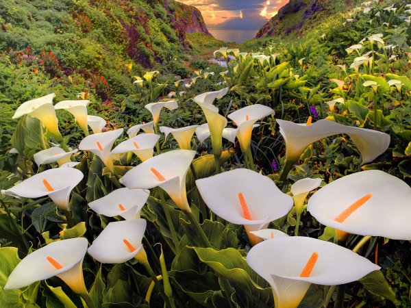 Цветы каллы в калифорнийской долине Calla Lily Valley