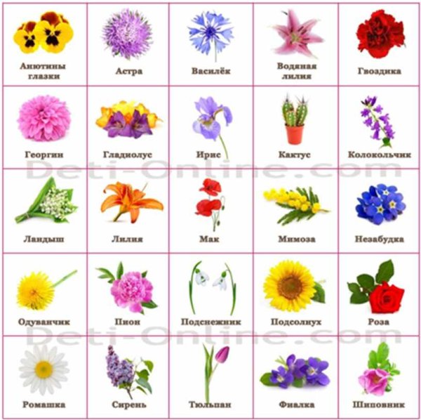 Растения по алфавиту: список названий цветов от А до Я