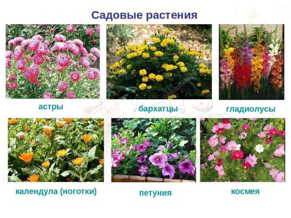 Плакат садовые цветы