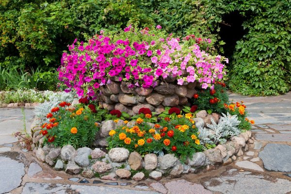 Альпийская петуния петуния горка