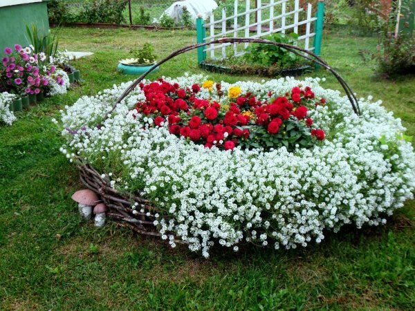 Алиссум на клумбе