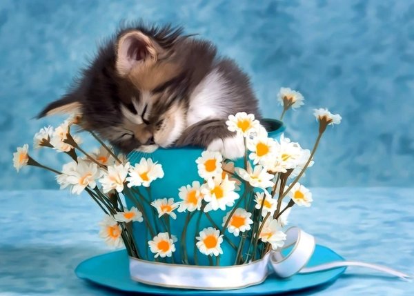 Кот обнимашки