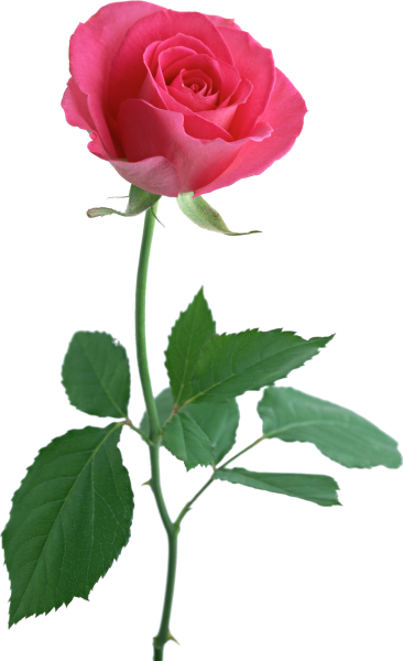 Шикарные цветы