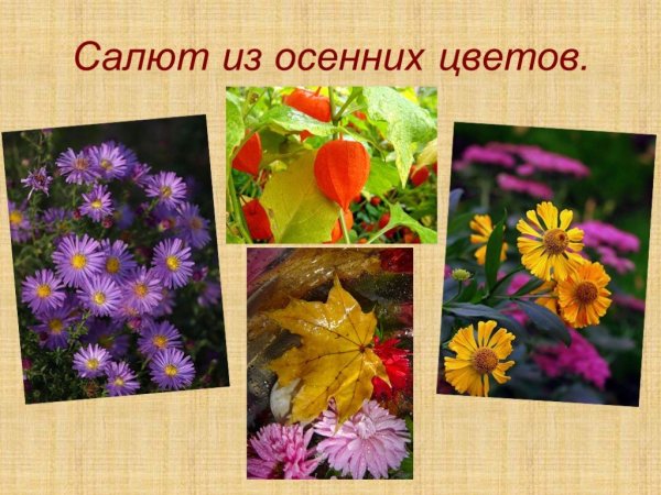 Осенние цветы для детей с названиями