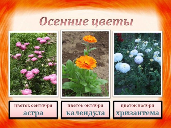 Растения осенних цветников и их названия