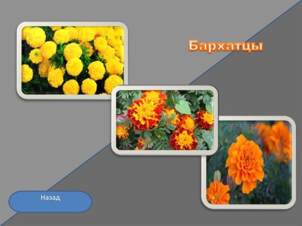 Осенние цветы названия для школьников