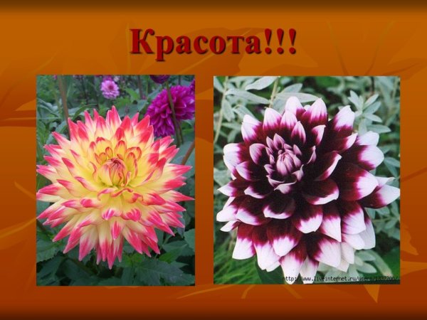 Осенние цветы для окружающего мира