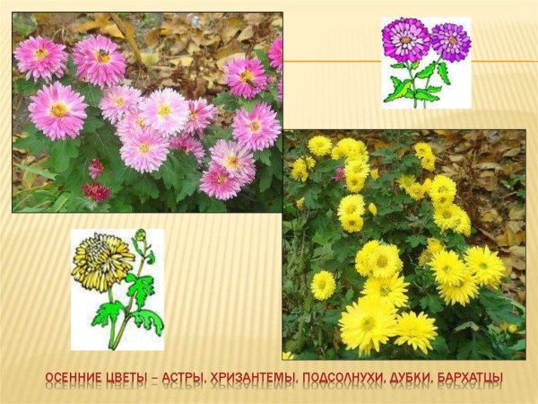 Осенние цветы астры хризантемы Подсолнухи Дубки бархатцы