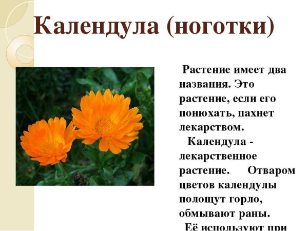 Хризантемы гладиолусы ,георгина Астра