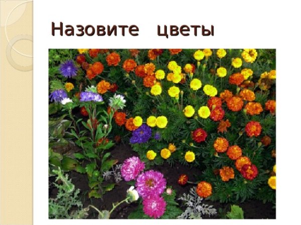 Название растений осенних цветников