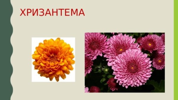 Георгина оранж турмоил