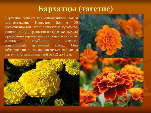 Чудесные цветники осенью