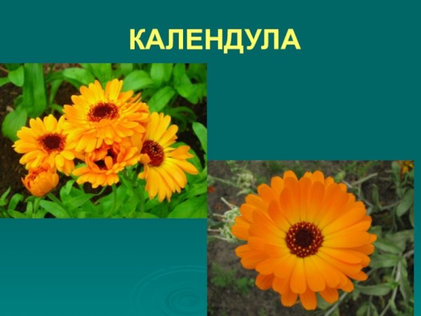 Чудесные цветники осенью 2 класс