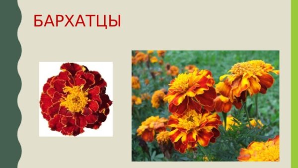 Садовые цветы для дошкольников