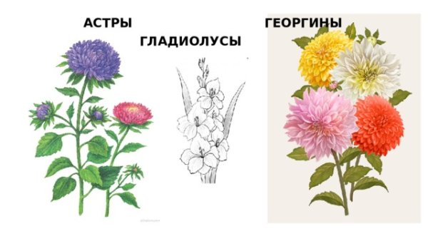 Бархатцы Покрытосеменные растения