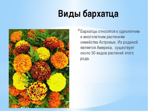 Клумба Астра, бархатцы. Космея