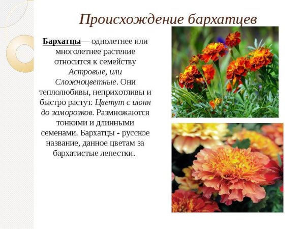 Бархатцы однолетнее или многолетнее растение