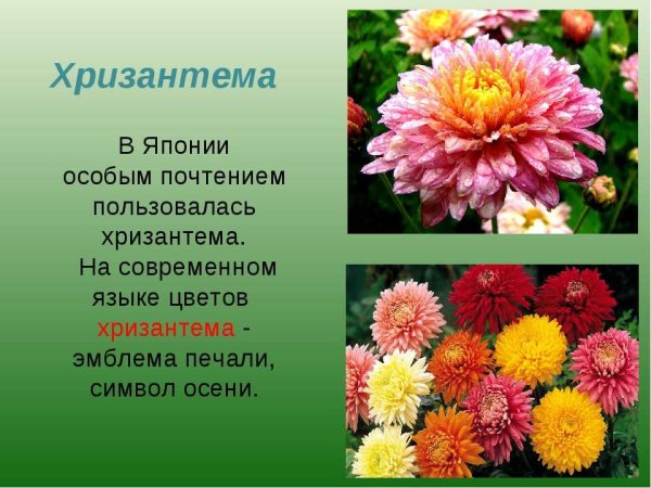 Цветы названия