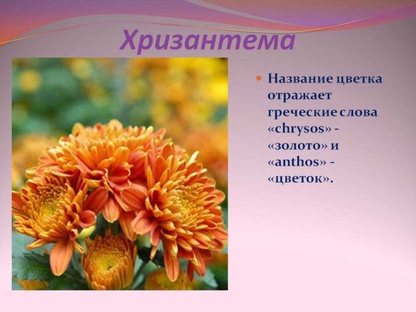 Цветковые растения, Астра