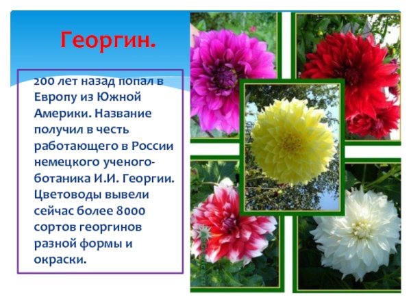 Атлас определитель растения цветника