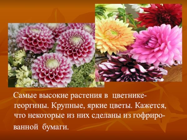 Хризантемы раннецветущие многолетние