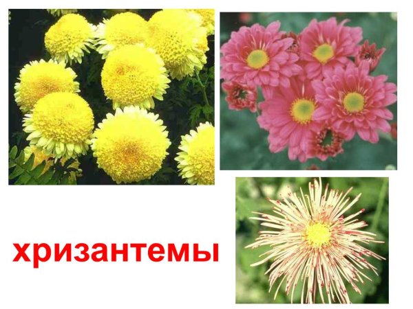 Астра коготковая смесь