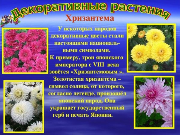 Названия цветов растений