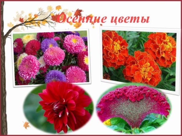 Полевые цветы названия