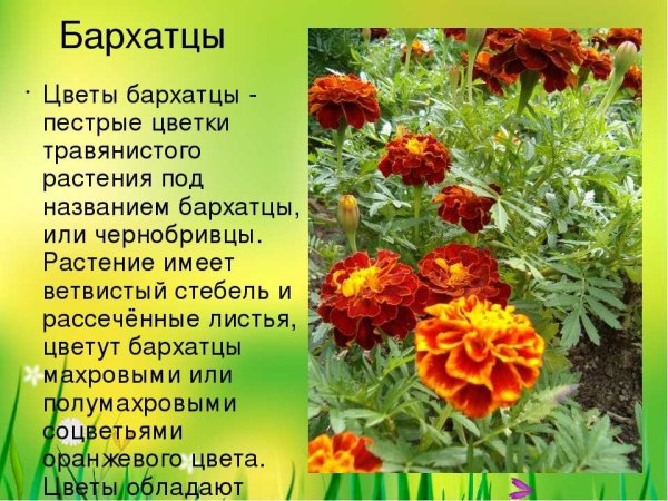 Марья Искусница бархатцы