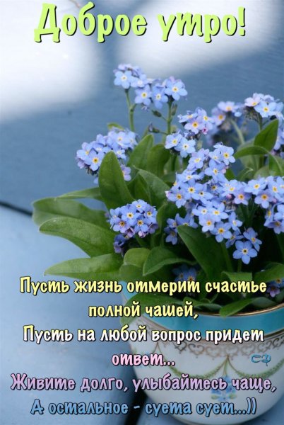 Незабудка в горшке
